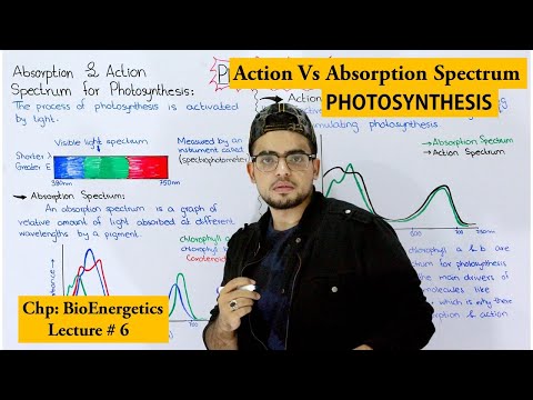 Video: Varför är absorptionsspektrumet för klorofyll a och verkansspektrumet för fotosyntes olika?