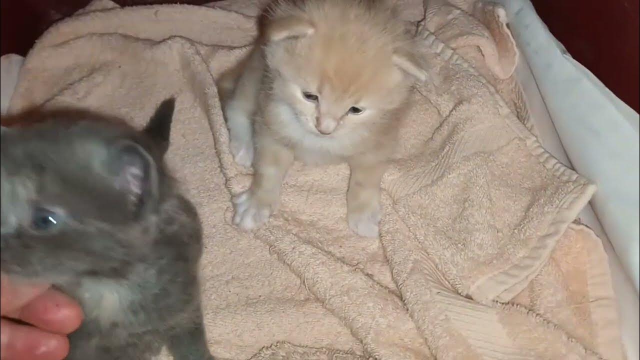 Cream Maine Coon X Dilute Calico Ragdoll 3 Week old Kittens! May 16