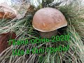 Ще є білі гриби глибока осінь листопад (2020) Білі гриби в листопаді місяці в карпатах.