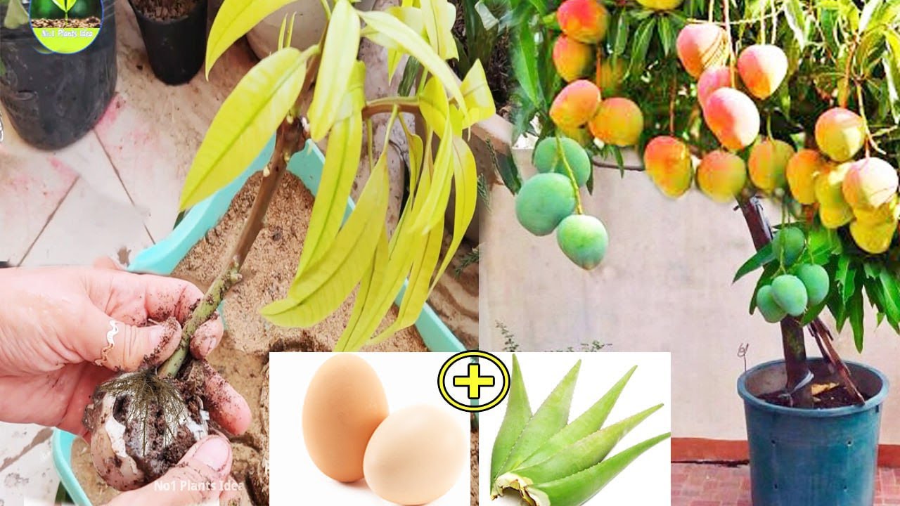 Fast and Easy Mango tree planting using organic fertilizers Fast
