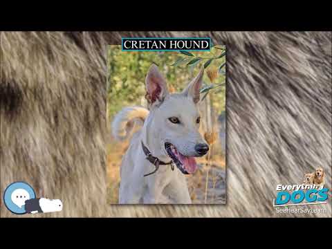 how much do cretan hound puppies cost