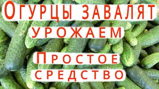 🥒КАК ПОЛУЧИТЬ БОЛЬШОЙ УРОЖАЙ ОГУРЦОВ/ПРОСТОЕ СРЕДСТВО