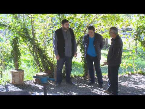 ოცხანური საფერეს და ცოლიკოურის ყურძნისგან ღვინის წარმოება