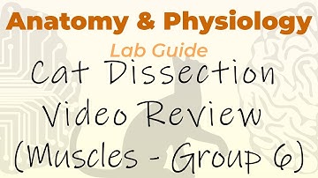 Cat Dissection - Muscles - Video Review Group 6 (Deep Muscles of Dorsal Thorax)