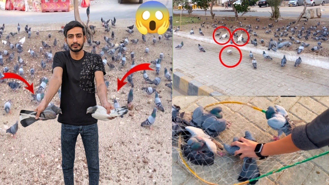 Hum Ne road se Nayab pigeon pakde 🕊️😍🥳 HOW TO CATCH PAGEON