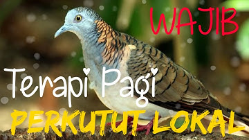 Wajib | Terapi Pagi | Perkutut Lokal | Pasti bersautan