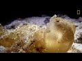 Nudibranch Snacks Along The Ocean Floor | Nat Geo Wild Mp3 Song