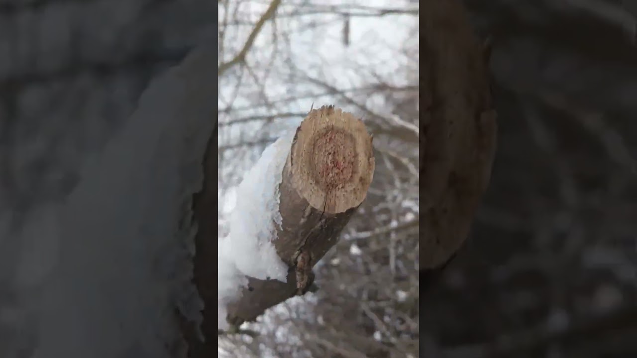 Заготовка дров подрібнювачем гілок #трактор #фермер #юмз #дрова #зима #мороз #подрібнювач #шортс 