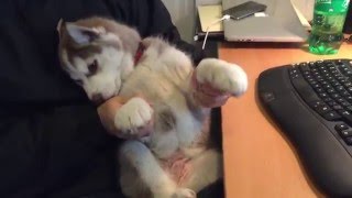 Everyday Puppy Shuffling - So Funny by Pure Siberian Husky 1,973 views 8 years ago 2 minutes, 1 second