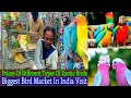 Cheapest Birds Sale | Cheapest Birds market | Cheapest Birds shop