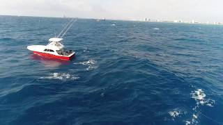 Sailfish Under Kites Baits Caught On Drone