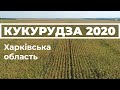 Кукурудза 2020. Харківська область. #кукурудза 2020 #кукуруза