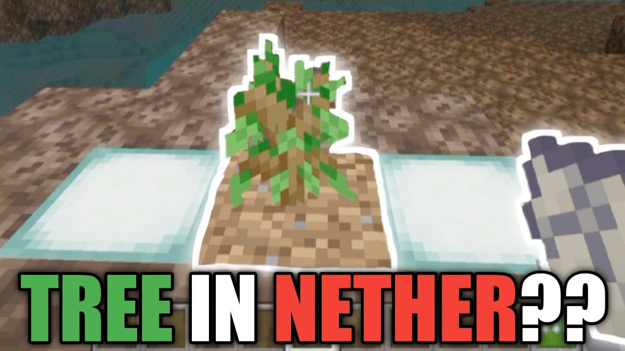 Will Oak tree grow in Nether?? YouTube