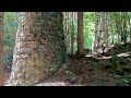 Exploring Copper Mine Ruins in Michigan's Upper Peninsula