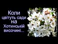 Коли цвітуть сади на Хотинській височині...