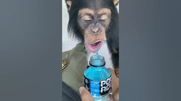 MONKEYS LOVE POWERADE ! 🙉🥤