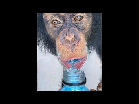 MONKEYS LOVE POWERADE ! 🙉🥤