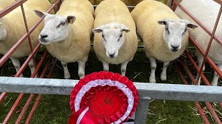 FIRST PRIZE!! Showing sheep at Perth show