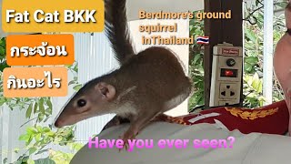ของโปรดที่กระจ้อนชอบคือ..?What does Berdmore'Ground Squirrel Eat?