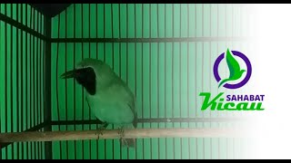 Cucak Ijo Kalimantan Suara Paling Merdu dan Enak di Dengar Cocok Buat Masteran Burung Kicau