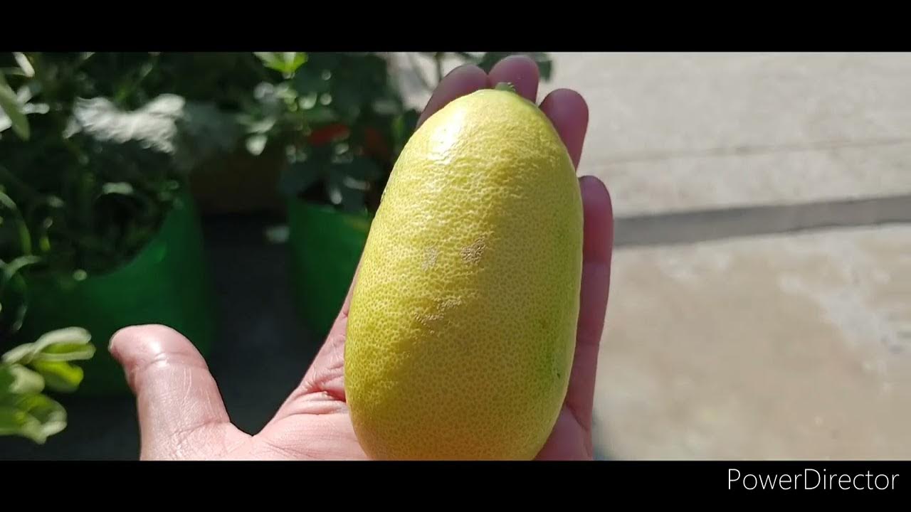 Grow Monsoon Vegetables Now Harvesting Fresh Vegetables Ki YouTube grow-monsoon-vegetables-now-harvesting-fresh-vegetables-ki-youtube