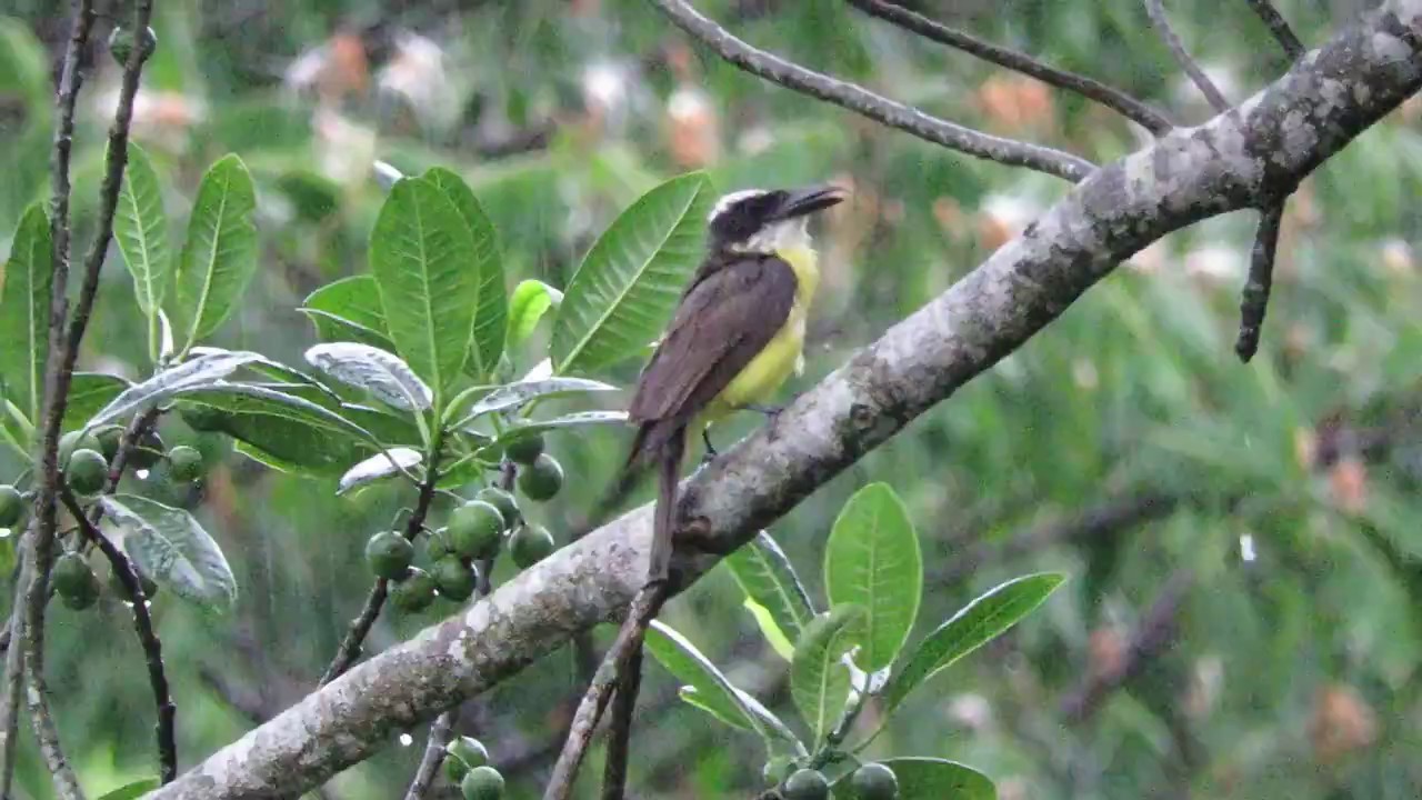 Pitanguá ( Megarynchus pitangua )