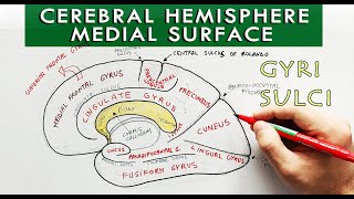 Medial surface of the Cerebral hemisphere - Gyri and sulci | Neuroanatomy