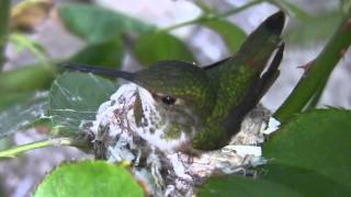 Allens Hummingbird and chick 3-8-14 (10 sample clips in 720p) V14582