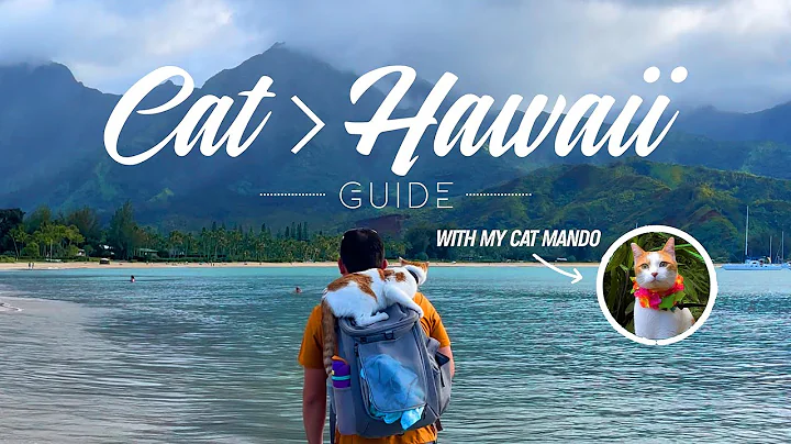 Leve seu gato para o Havaí: Guia completo de viagem