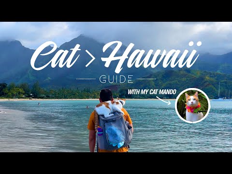 Video: Hướng dẫn đến Sân bay Lihue của Kauai