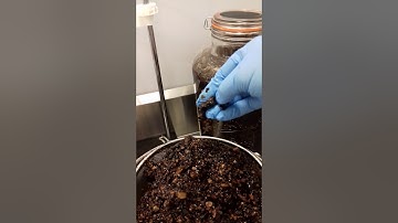 Comfrey root Tincture with apple cider vinegar B