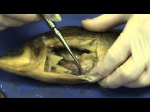Perch dissection - YouTube