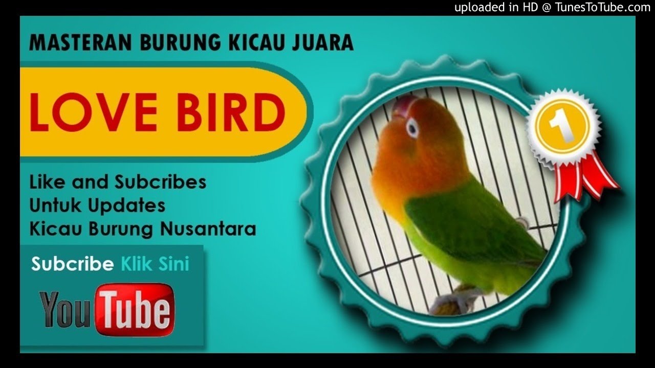 Kumpulan Masteran Mp3 Suara Kicau Burung Lovebird Ngekek Juara YouTube