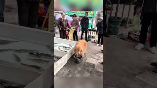 Зачем псу рыба каждый день? 😮