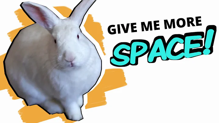 5 Practical Ways to Give Your Rabbit More Space