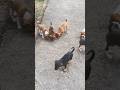 Cute puppy, funny dogs, puppy videos, golden retriever puppy, puppy barking, cute