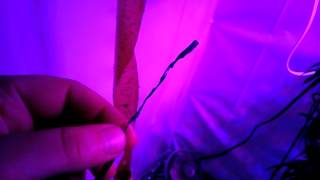 Fero led grow day 43 of flower lavender