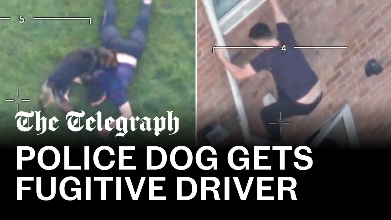 Fugitive driver tackled by police dog after high-speed chase - YouTube