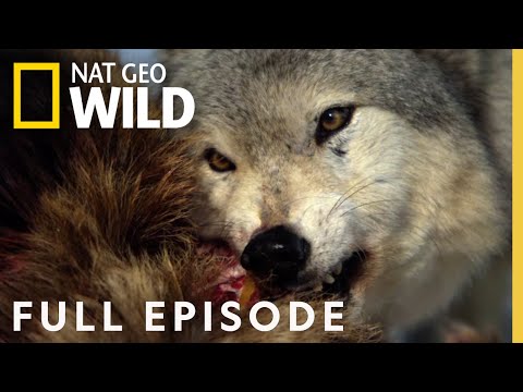 Monster Wolf (Full Episode) | America the Wild