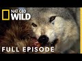 Monster Wolf (Full Episode) | America the Wild