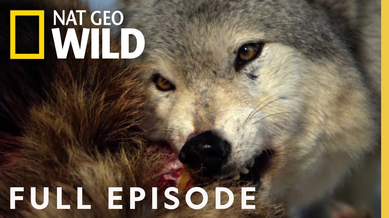 ⁣Monster Wolf (Full Episode) | America the Wild