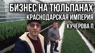 картинка: Бизнес на тюльпанах в Краснодарском крае.Белтюльпан. 25 лет в деле
