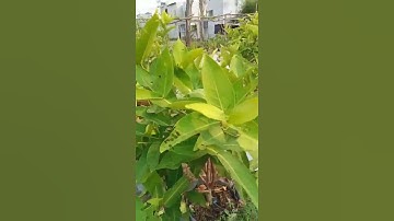 Tỉa cành cho mận an phước                                 #bienfarm #farming