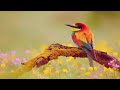 24 Hours Peaceful Relaxing Music - Stress Relief Music, Morning Relaxing, Beautiful Relaxing Music