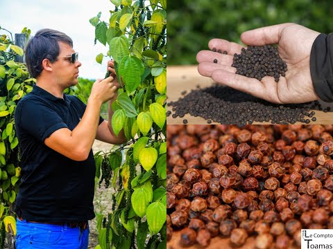 Poivre en grains de Kampot  Noir, Blanc et Rouge - Découvrez le meilleur poivre au monde