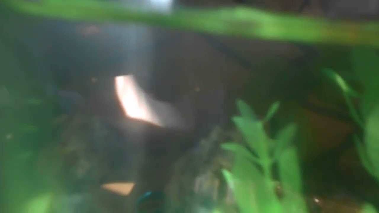 newborn-betta-fish-babies-2-youtube