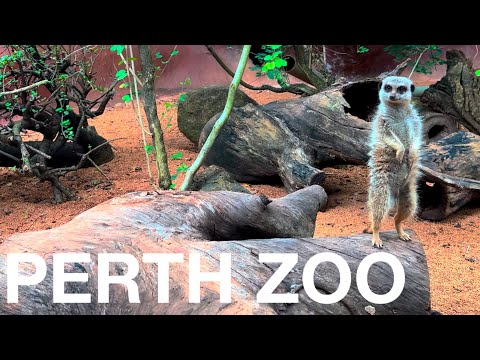 Video: Wer is de dierentuin van Perth?