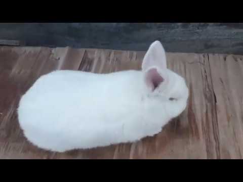 თეთრი ზელანდიურის 4 თვის ბაჭია