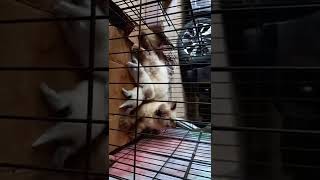 Brenda Lagi Netekin...