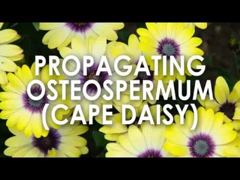 Video: Masalah Cape Marigold: Apa Masalah Dengan Cape Marigold Saya